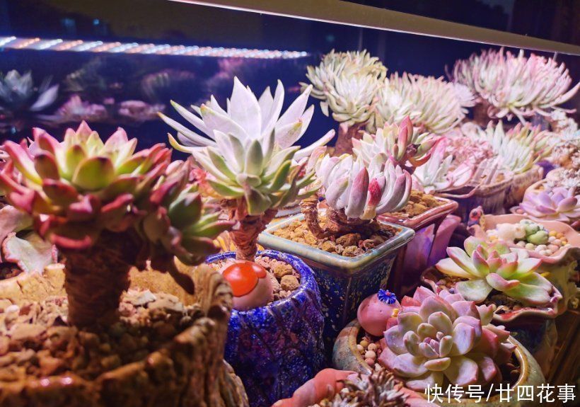 叶插|3类多肉不适合叶插,偶尔生根也难发芽,还是别费力气了