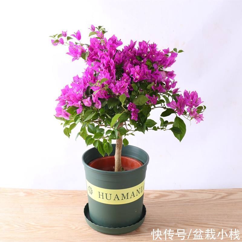 “开花劳模”有哪几种?4种花易绽放,花骨朵惹人爱