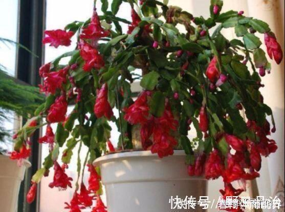 什么淘米水、啤酒水都不如它,“一勺”养爆一盆花,就怕你没见过