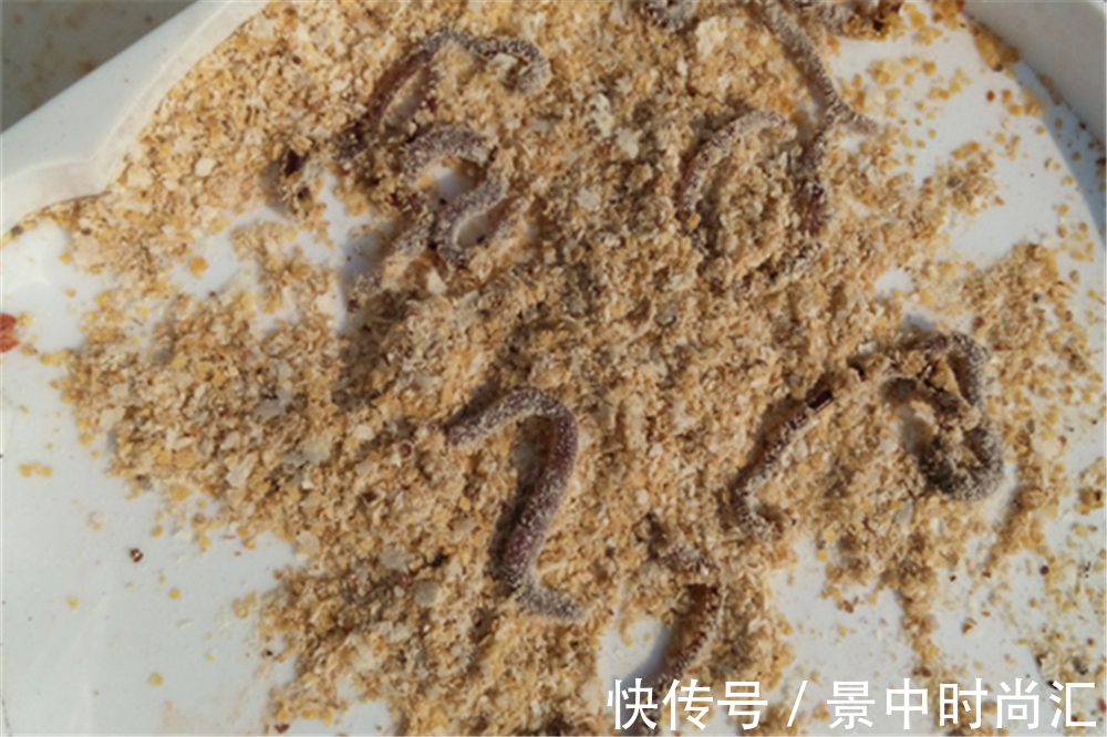 鱼口|野钓秘方:秋天用蚯蚓钓鲫鱼,最好增加2个步骤,咬钩量提升10倍