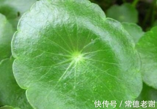 用黑泥巴养铜钱草,叶子一个比一个大