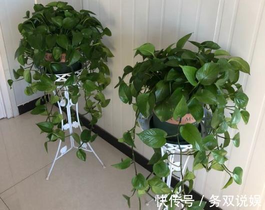 扦插绿萝,“2种”方法任你选,操作简单,7天生根,15天长新芽!