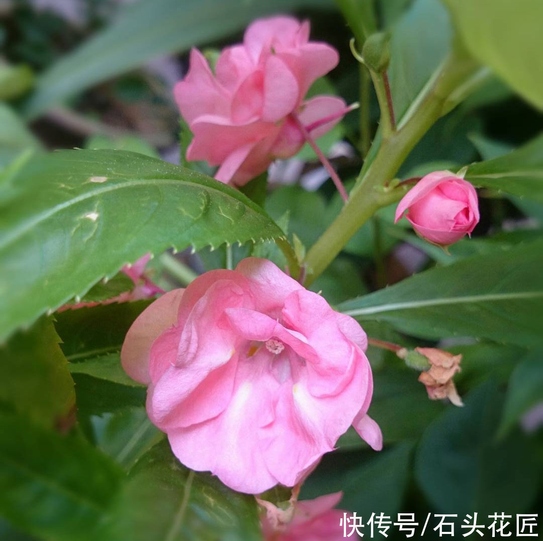 天气越热,越能开爆盆的“5种花”,阳台各养1盆开花上千朵