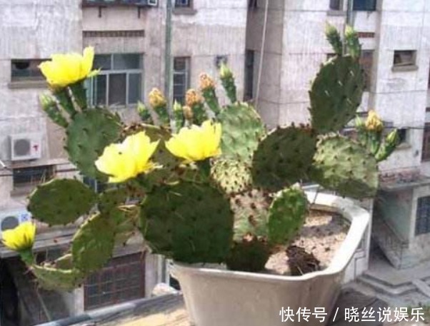 养“仙人掌”时,花友们可要注意“几点”,不然反而会伤害它