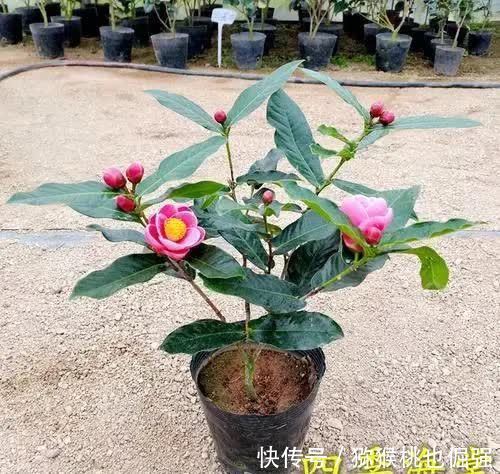 家里养盆四季海棠，一年可以开三次花，花期长达200天
