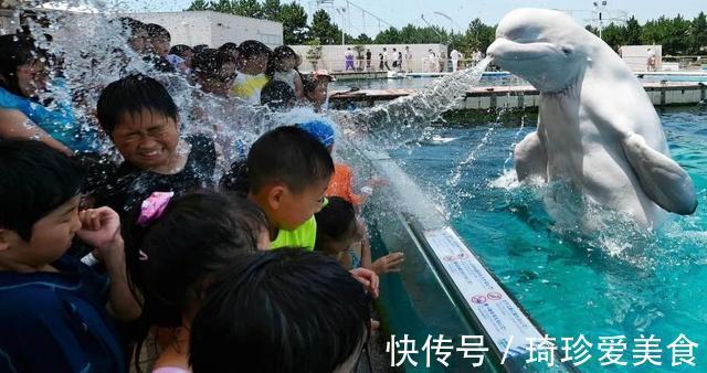 小男孩|白鲸张开“血盆大口”吓哭孩子,专业抢镜20年,一看就不正经