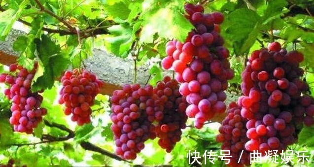 维生素存储器|想要排毒养颜，可常食以下食物，清热消脂，减肥瘦身，美容养颜