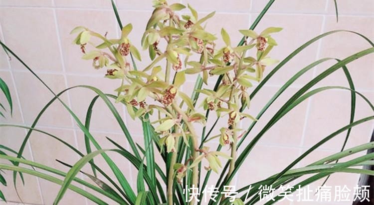 养兰花，给它喷点“生根水”，大白根直冒，长得肥肥壮壮！