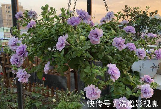 喜欢养花就扦插繁殖盆栽君子兰、矮牵牛,播种育苗十拿九稳