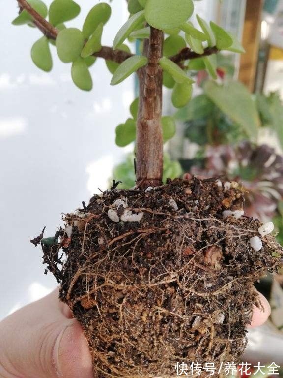 花盆|冬天养花,遇到这4种情况千万别换盆,不然花都死光了