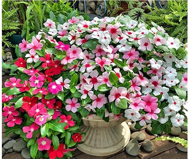 好养的几种开花植物，几乎全年开花不断，最爱都是懒人