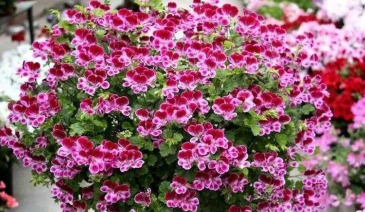 夏天家里养此款花,花期长花量大,花大色艳很漂亮,谁养谁爱