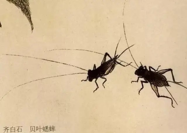 蝈蝈$国画技法图典——草虫篇:蝗虫 蚂蚱 蝈蝈 螽斯 螳螂 蟋蟀