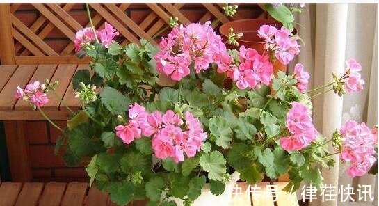 君子兰、长寿花、蟹爪兰总不开花，可能盆里缺点它，加一点就开花