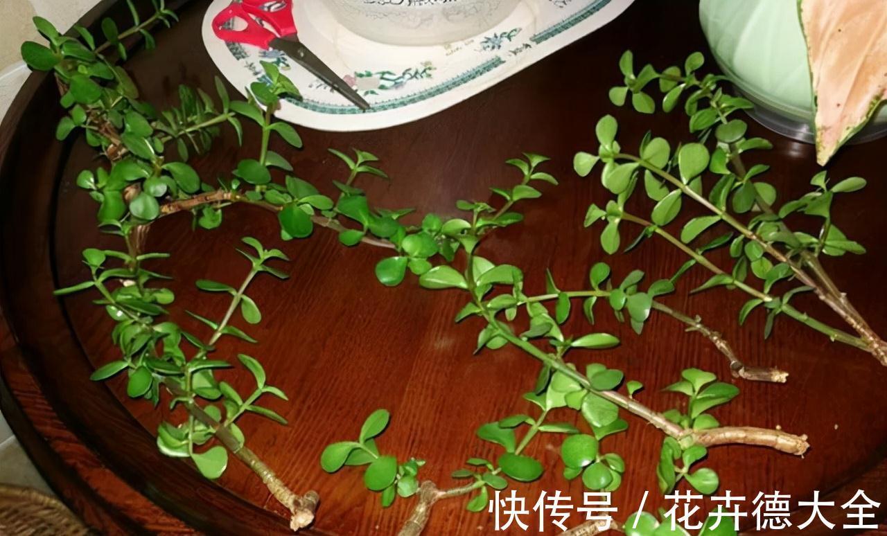 小吊兰|9一10月,别忘记“扦插”这些花,“温度”适宜利于生根