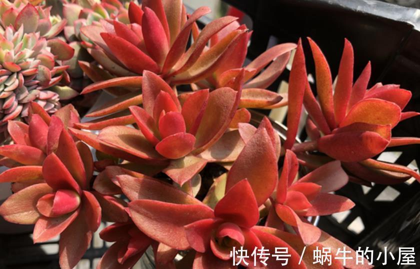 盘点9款上色快的多肉,皮实好养颜值高,适合新手和懒人
