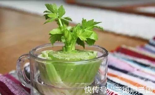 4种“小菜根”,吃完不要扔,埋在花盆里,半个月又长出新蔬菜