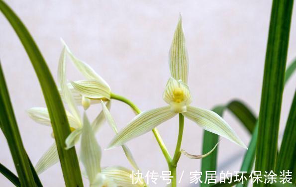 现在养兰花,记住3句“顺口溜”,叶色翠绿,花苞少不了