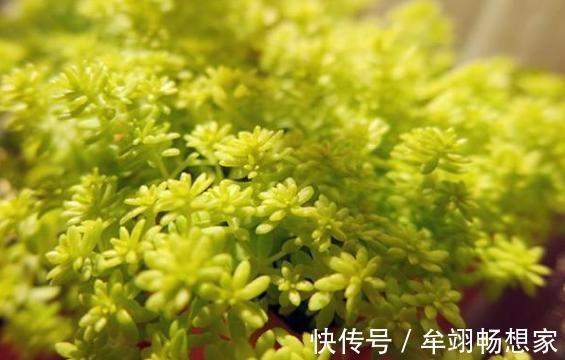 多肉植物叶片动不动就发软,该怎么办仔细水、肥供给就够了