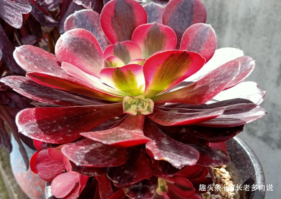 法师多肉一碰就掉叶子两种原因和对应的处理方法，看看就学会了