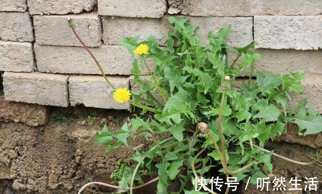 鱼腥草|66种野菜大图片，带你见识不同的野菜和吃法，你想要的野菜这里有