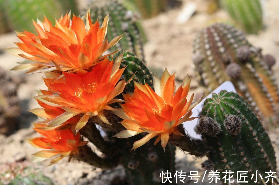 只有少数人才知道的仙人球“虐养”技巧,你若学会,就能花开不停