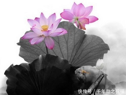  佛语|令人释怀的佛语禅心，经典睿智，受用一生！