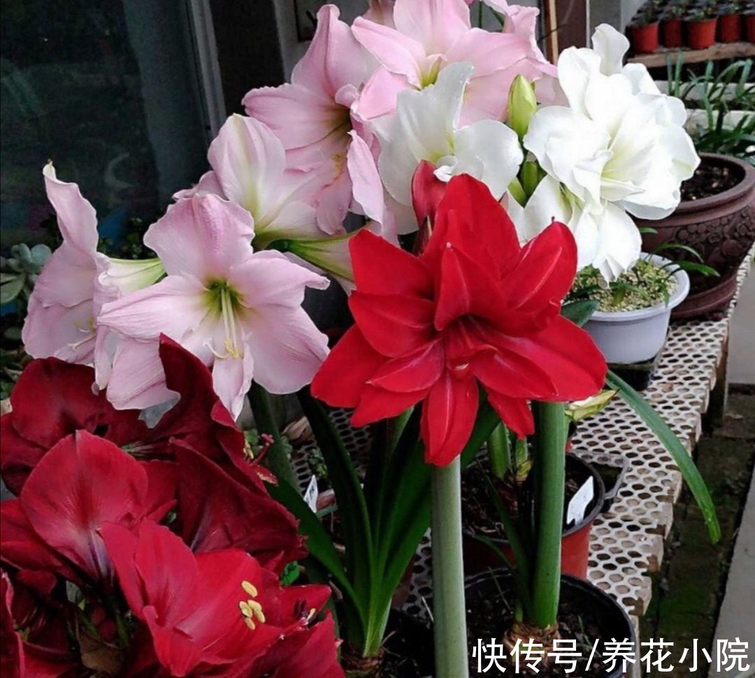 扦插|9月养上4种花,开花漂亮好管理,赶上冬春季节开花