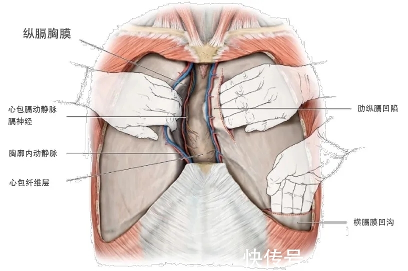 化疗|罕见又凶险!确诊恶性胸膜间皮瘤,还有的治吗?—抗癌管家