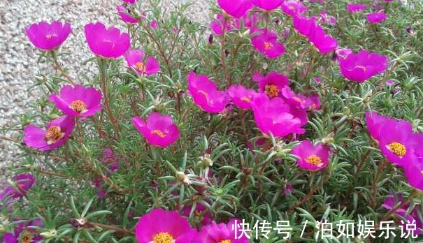 办法|养护太阳花，用这样的办法，年年都可以开花，花大色艳，好看