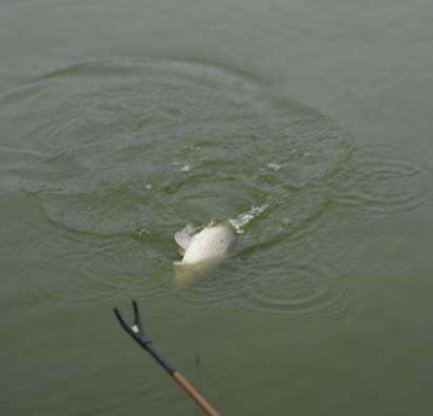 看懂这3种刺激鱼儿开口的逗鱼方式，你将会有钓不完的鱼！