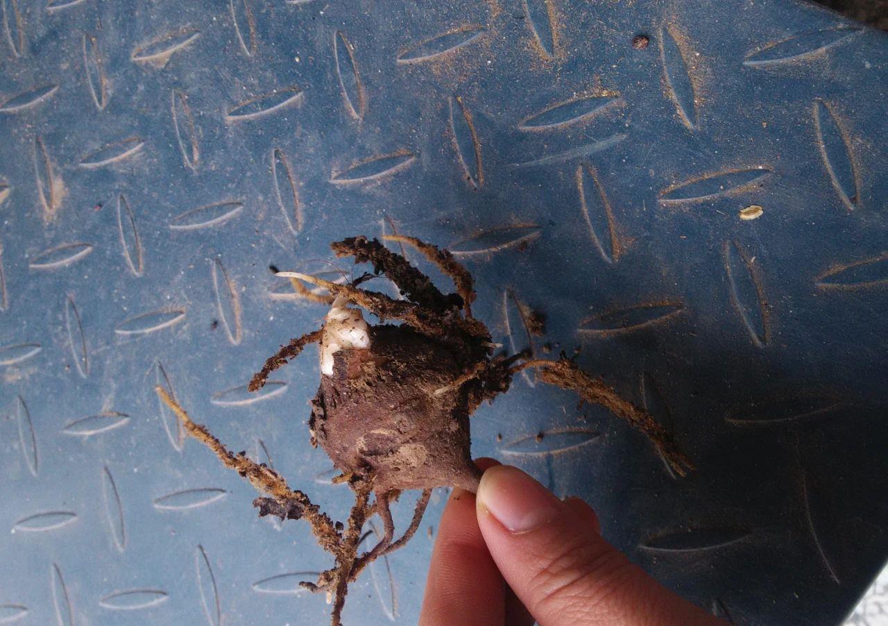 附子|此物虽然有大毒,却是医者喜欢用的祛风湿良药,主治大病症