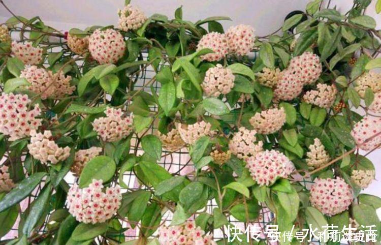 疯长|4种花养了就爆盆,好养易活开花漂亮,夏季也能疯长不停