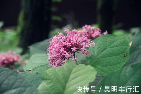 名字有点怪，看起来又很美，这种叫“臭牡丹”的花，你有见过吗？