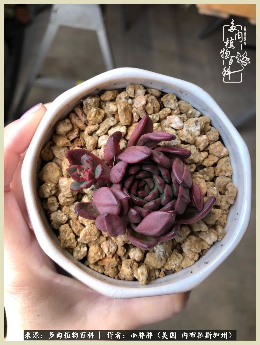 百科|这多肉对比图太上头了!小白鄙视链奋斗记之咸菜干也有春天!