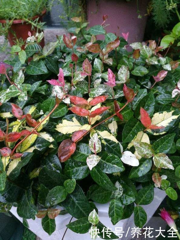 油画|9种叶子花比花还美，叶子像油画，还特耐阴