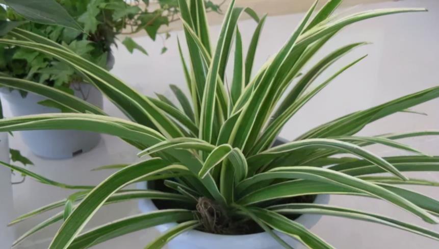 花盆|松树三宝:松果壳、松针、松树皮,拿来养花,各有妙用