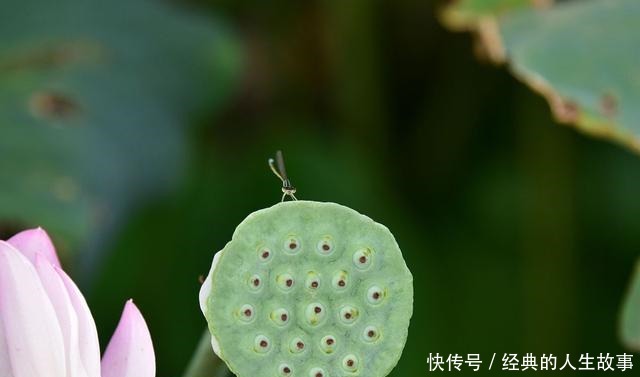 那年，那月，那一池荷花