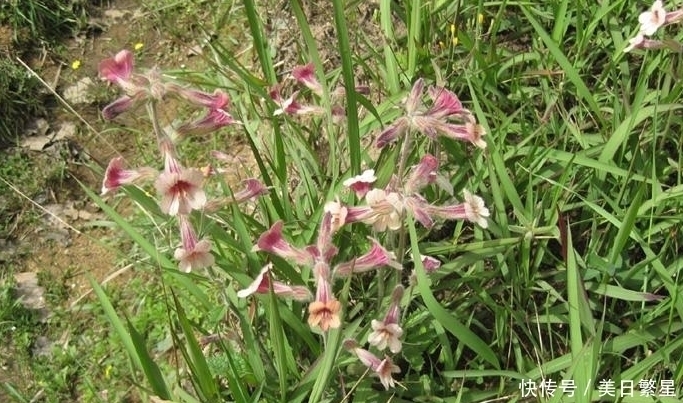 入药|它是“四大仙药”之一,若长在你家屋顶,是你福气,别以为是杂草