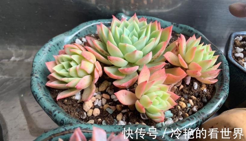 花友们|天热养多肉,抓住3重点,盆栽不患黑腐病招害虫