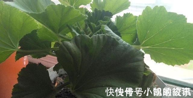 豆饼粉|养花25年,就认准了这种土,十年不换盆都啥事没有!