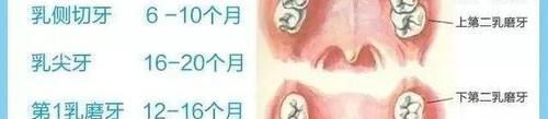 家长们|家长们注意啦，了解“乳牙”的呐喊，保护孩子口腔健康
