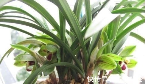 兰花常常养出“馒头堆”，这种造型好处多，预防病虫，花苞冒得多