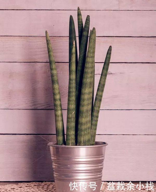 虎尾兰原来有这么多的学问，以前都白养了