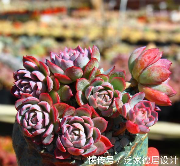 多肉植物|9月养盆多肉紫罗兰女王，容易群生颜色美，淋雨后仙气十足