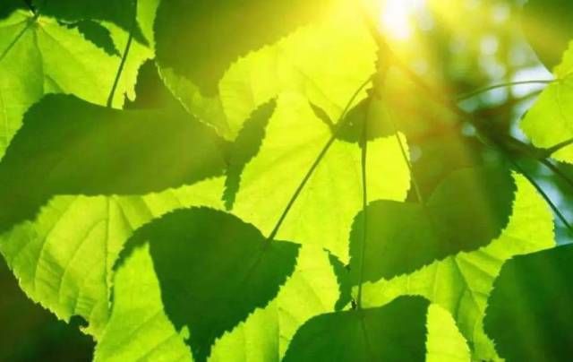 咏夏|咏夏诗15首:纵是暑炎难寄梦,心弦拂处即蓬莱