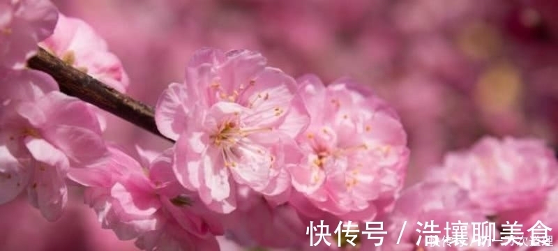 春天里$元稹的《桃花》和《菊花》，写得无比凄美，同时也很是悲伤！