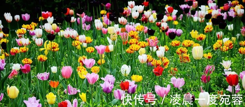 长恨春|写《琵琶行》后仅半年,白居易又出一首名诗,灵巧生动、理趣盎然