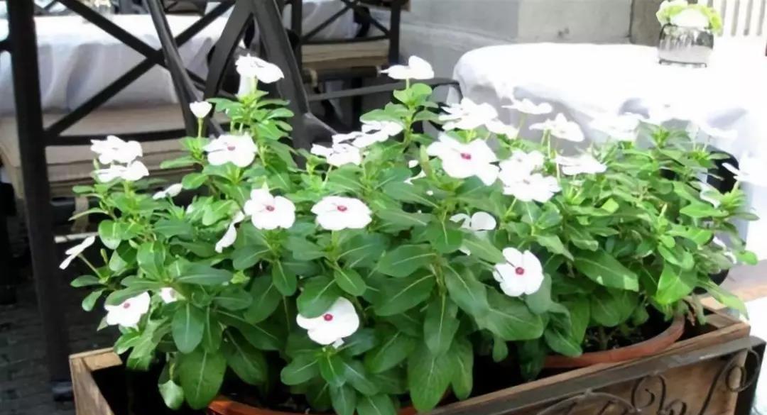 冬天怎么养花不会死,六个要点要记牢