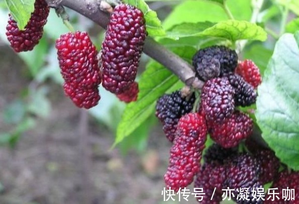 剪枝|桑葚增强免疫力、解中酒毒,农民种植只需掌握四点,收获高产桑葚